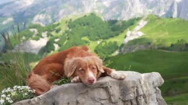 Dağlarda köpek gezgini. Nova Scotia ördek paralı av köpeği üstte. Karadağ 'da bir evcil hayvanla yürüyüş 