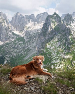 Dağlarda köpek gezgini. Nova Scotia ördek paralı av köpeği üstte. Evcil bir hayvanla yürüyüş. 