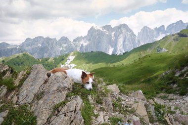 Köpekle dağlarda, çayırlarda seyahat etmek. Jack Russell Terrier bir taşın üzerinde. Doğa yürüyüşü