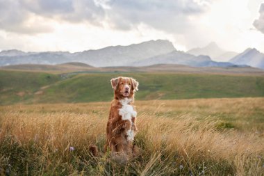 Köpek çimenlikteki bir tarlada oturur. Doğada güzel bir hayvan. Nova Scotia ördekleri dağlarda av köpeği avlıyor.