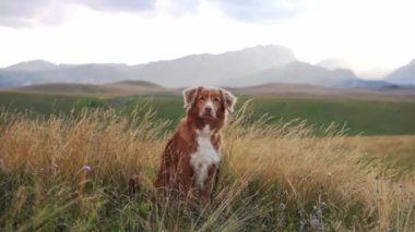 Köpek çimenlikteki bir tarlada oturur. Doğada güzel bir hayvan. Nova Scotia ördekleri dağlarda av köpeği avlıyor.
