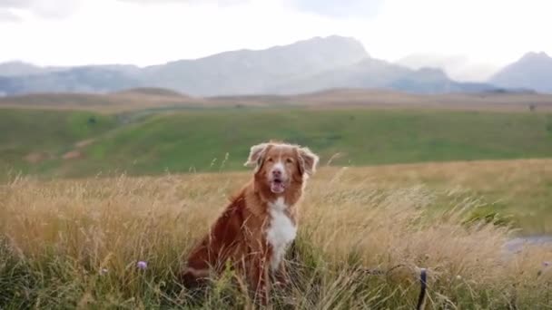 犬は草の中の野原に座っている 自然の中で美しいペット ノバスコシアアヒル 山の検索バーに通じる — ストック動画