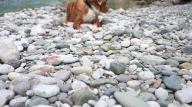 Nehrin kıyısındaki köpek. Nova Scotia ördek gişesi av köpeği kayalıklarda, turkuaz su ve dağların arkasında yatıyor..