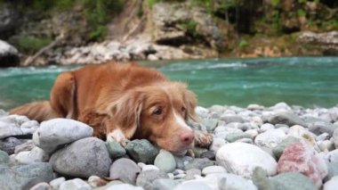 Nehrin kıyısındaki köpek. Nova Scotia ördek gişesi av köpeği kayalıklarda, turkuaz su ve dağların arkasında yatıyor..