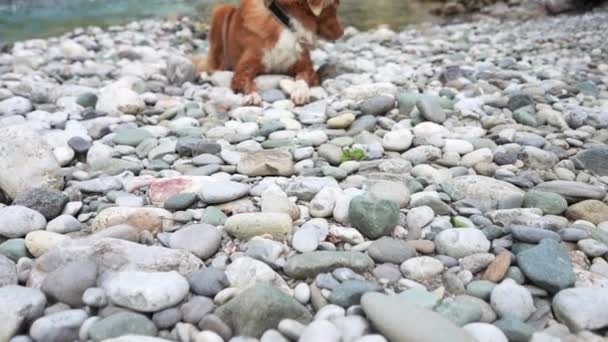 Pes Řeky Nova Scotia Kachna Mýtný Retrívr Leží Skalách Pozadí — Stock video