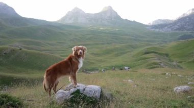 Köpek bir taşın üzerinde duruyor ve dağlara bakıyor. Doğadaki Nova Scotia ördek avcıları. Karadağ 'da bir vadi. Durmitor Ulusal Parkı