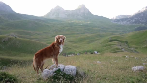 Σκύλος Στέκεται Πάνω Μια Πέτρα Και Κοιτάζει Βουνά Νέα Σκωτία — Αρχείο Βίντεο