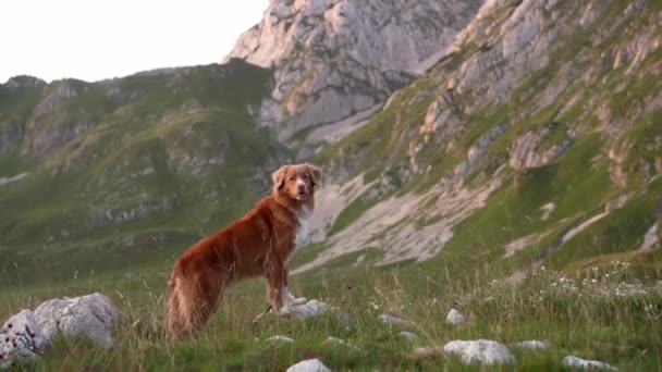 Perro Está Parado Una Piedra Mira Las Montañas Nova Scotia — Vídeo de stock