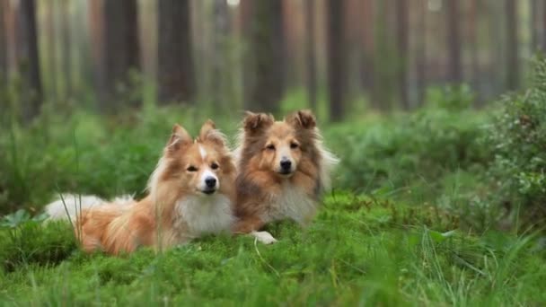 Δύο Σκυλιά Μαζί Στο Δάσος Κόκκινα Καταφύγια Φόντο Πεύκων — Αρχείο Βίντεο