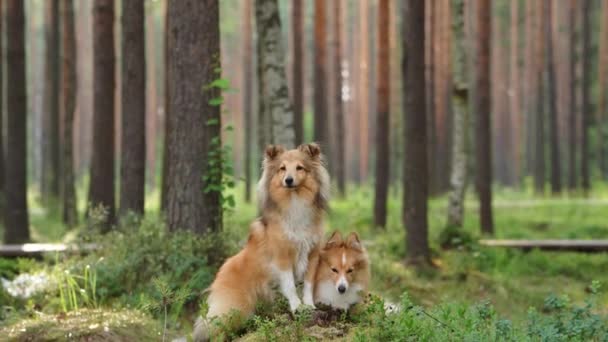 Δύο Σκυλιά Μαζί Στο Δάσος Κόκκινα Καταφύγια Φόντο Πεύκων — Αρχείο Βίντεο