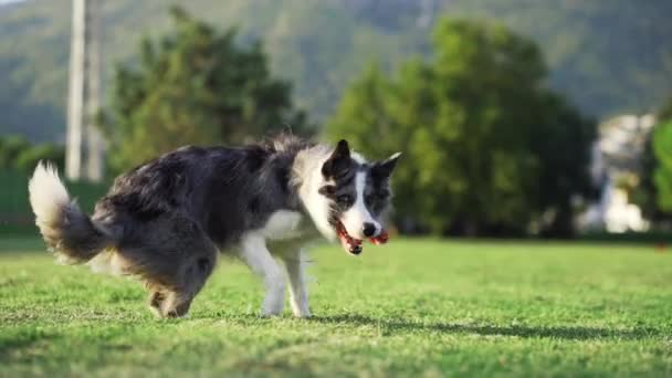 Забавна Собака Крутиться Повільному Русі Щасливий Мармуровий Кордон Природі — стокове відео