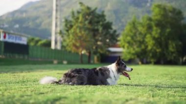 Çimlerin üzerinde yürüyen komik köpek. Doğadaki mutlu mermer sınır, yavaş çekim 