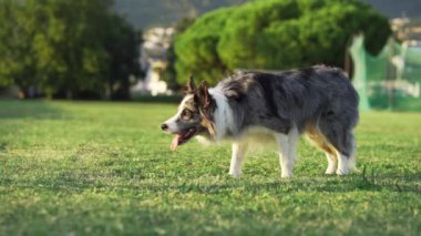 Çimlerin üzerinde yürüyen komik köpek. Doğadaki mutlu mermer sınır, yavaş çekim 