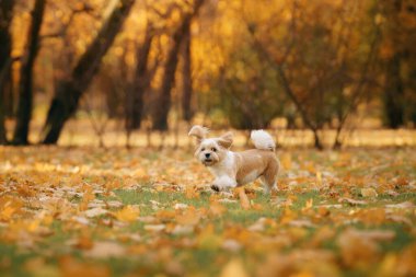 Şirin Shihtzu köpeği doğada koşuyor. Sonbahar yapraklı küçük köpek. Sonbaharda parkta bir evcil hayvanla yürümek. 