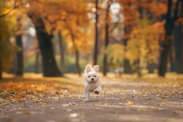 Leuke Shihtzu Hond Rennen Natuur Kleine Hond Herfstbladeren Wandelen Met — Stockfoto