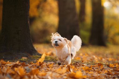 Şirin Shihtzu köpeği doğada koşuyor. Sonbahar yapraklı küçük köpek. Sonbaharda parkta bir evcil hayvanla yürümek. 