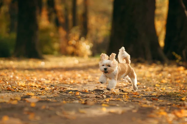 Słodki Pies Shihtzu Biegać Przyrodzie Mały Piesek Jesiennych Liściach Spacer — Zdjęcie stockowe