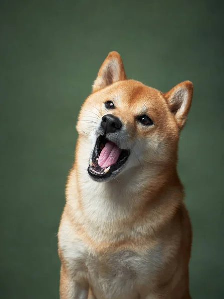 Hund Gäspar Grön Bakgrund Vackra Shiba Inu Studion — Stockfoto