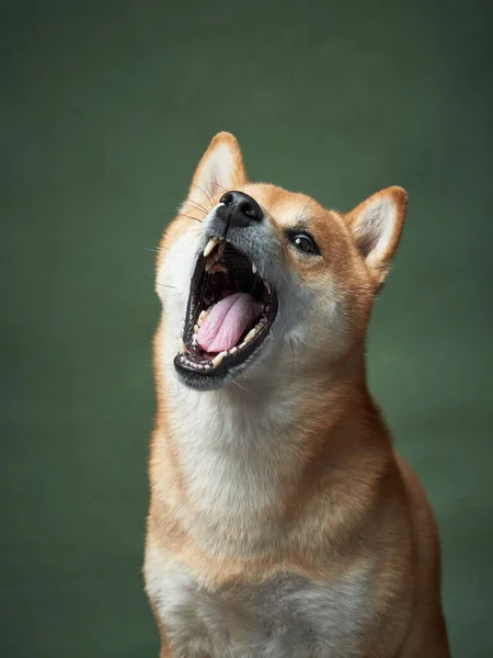 Dog Yawns Green Background Beautiful Shiba Inu Studio — Stock Photo, Image
