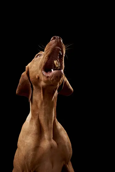 red dog with open mouth on a black background. Beautiful Hungarian Vizsla in the studio