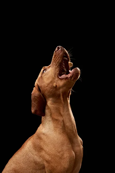 黒い背景に口を開いた赤い犬 スタジオで美しいハンガリーのスレーブ — ストック写真