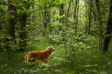 Ormandaki kırmızı köpek. Doğada Nova Scotia Duck Retriever. Macera, bir evcil hayvanla seyahat