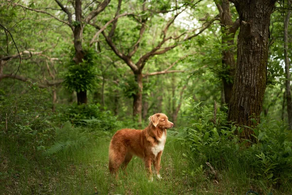 Красная Собака Лесу Новая Шотландия Утка Ретривер Природе Приключения Путешествия — стоковое фото
