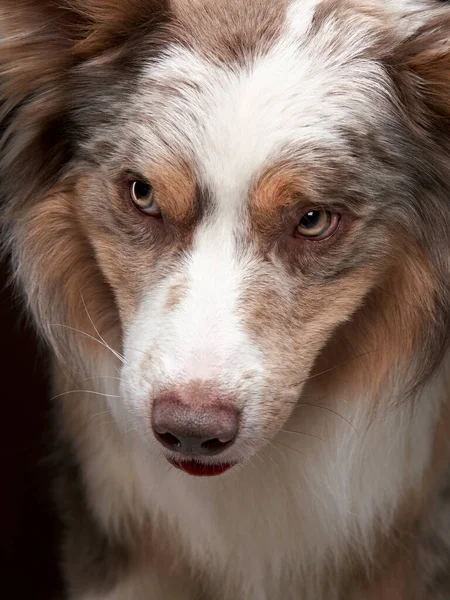 面白い表現の犬でした ボーダーコリー 茶色の背景 ヘッドショット — ストック写真