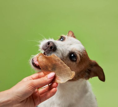 İkramlı köpek. Komik Jack Russell Terrier yeşil arka planda kurutulmuş et yiyor. Evcil hayvan. 