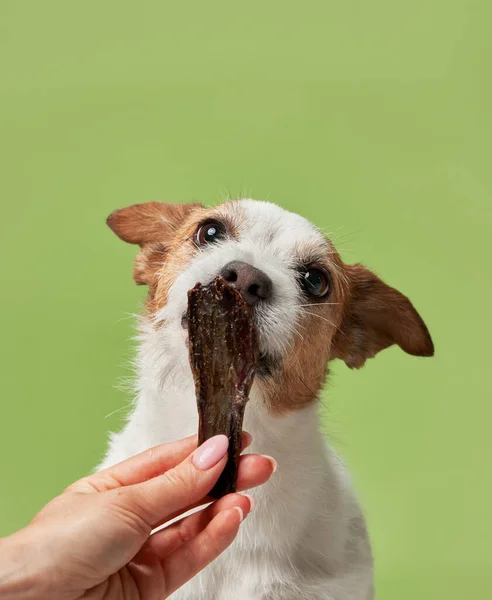 the dog with treat. funny jack russell terrier eats dried meat on a green background. Pet at home