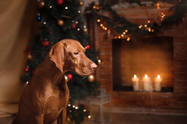 Köpek şöminenin yanında. Macar Vizsla 'sı evde bir Noel' de