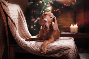 Köpek şöminenin yanında. Macar Vizsla 'sı evde bir Noel' de