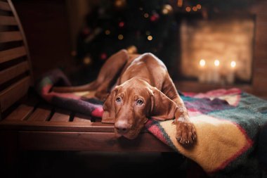 Köpek şöminenin yanında. Macar Vizsla 'sı evde bir Noel' de
