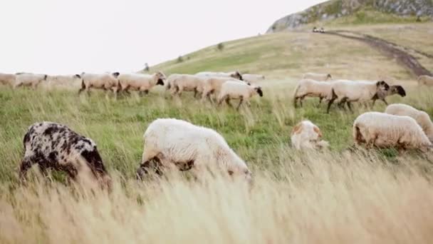 在高山背景下的田野上的一群羊 野外的动物 — 图库视频影像