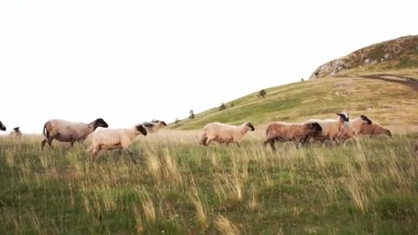Стадо Овець Полі Тлі Гір Тварини Дикій Природі Фермерство Випасання — стокове відео