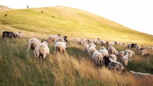 Dağların Arka Planında Bir Tarlada Koyun Sürüsü Vahşi Doğadaki Hayvanlar — Stok video