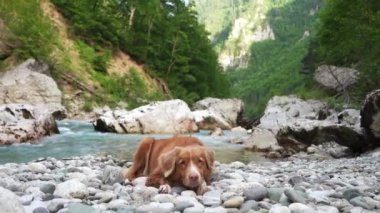 Nehrin kıyısındaki köpek. Nova Scotia ördek gişesi av köpeği kayalıklarda, turkuaz su ve dağların arkasında yatıyor..