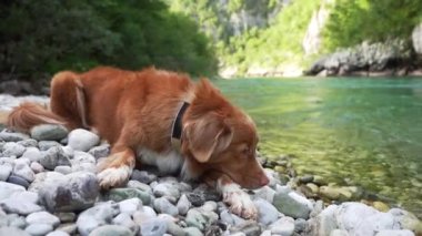 Nehrin kıyısındaki köpek. Nova Scotia ördek gişesi av köpeği kayalıklarda, turkuaz su ve dağların arkasında yatıyor..