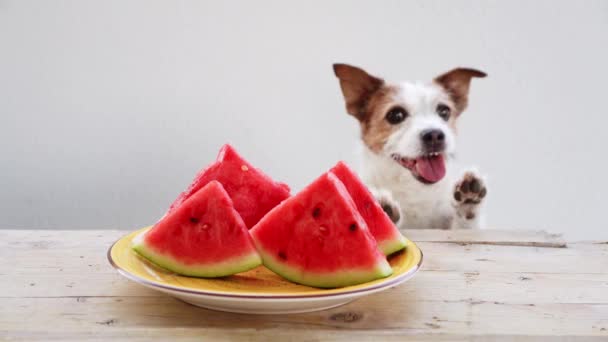 犬とウォーターメロン 面白いジャック ラッセル テリアが食べるのは面白い スローモーション — ストック動画