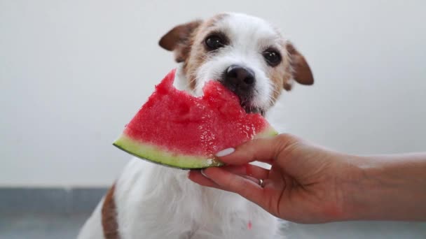 Köpek Karpuz Komik Jack Russell Terrier Yemeği Çok Komik Yavaş — Stok video