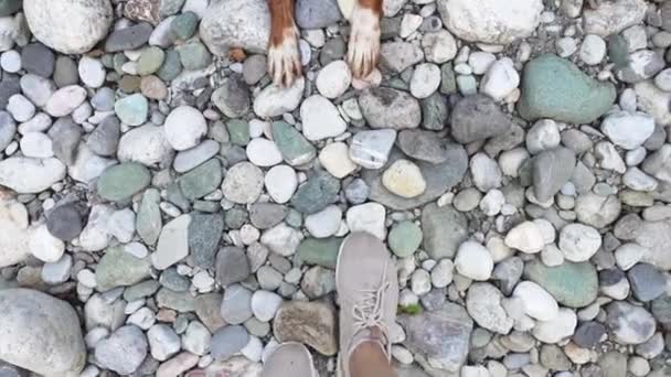 河边的狗 新斯科舍省的鸭收费站在岩石上 背景是碧绿的水和群山 — 图库视频影像