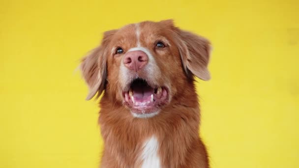 黄色の背景にあるかわいい赤い犬 ノバスコシア アヒルが レトリーバーを襲う スタジオでペット キャニン毛皮の肖像画 — ストック動画