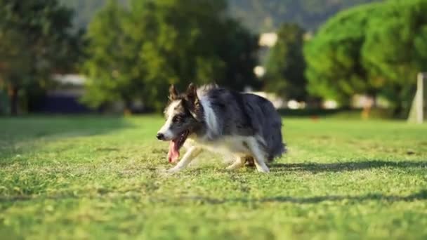 Забавная Собака Вращается Замедленной Съемке Счастливая Граница Мрамора Природе Траве — стоковое видео