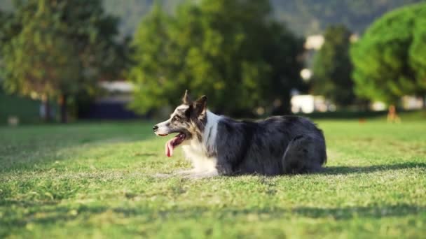 Αστείο Σκυλί Γυρίζει Αργή Κίνηση Ευτυχισμένο Μαρμάρινο Σύνορο Στη Φύση — Αρχείο Βίντεο