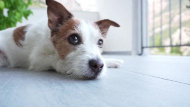 Terasta köpek, balkonda Şirin Jack Russell Teriyer yatıyor. Evcil hayvan. 