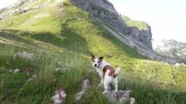 Dağlardaki köpek. Cesur Jack Russell Terrier doğada