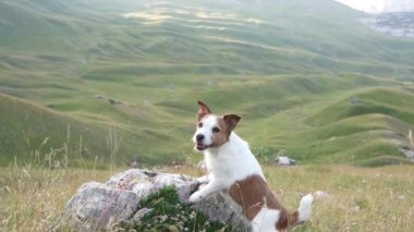 Dağlardaki köpek. Cesur Jack Russell Terrier doğada