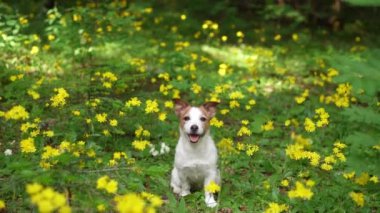 Jack Russell Terrier çiçek tarlasında. Orman doğasında tuhaf bir hayvan.