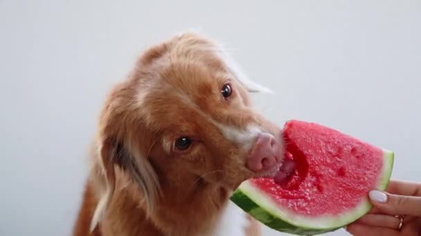 Hond Watermeloen Grappige Nova Scotia Duck Tolling Retriever Grappig Eten — Stockvideo
