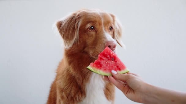 Dog Watermelon Funny Nova Scotia Duck Tolling Retriever Funny Eat — Stock Video